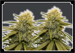 LSD Seeds Feminized